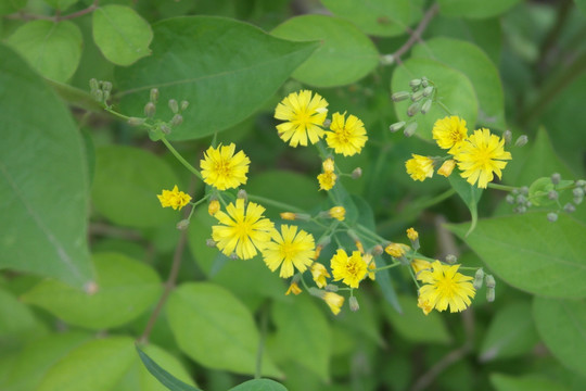 黄色雏菊