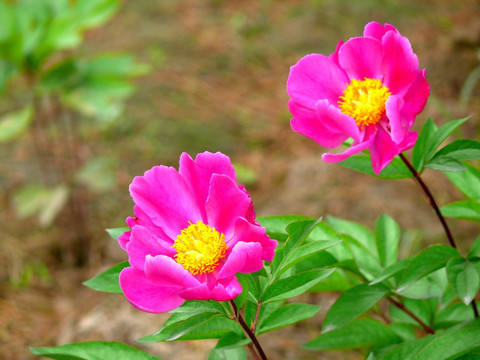 芍药花