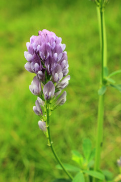 花成串