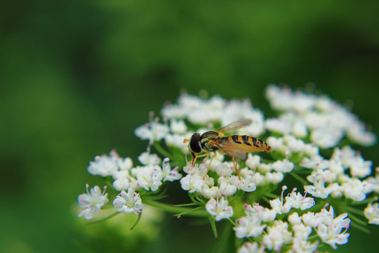 蜂花岁月