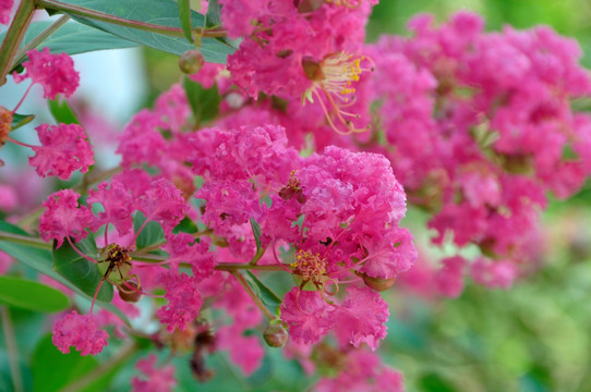 粉色紫檀花