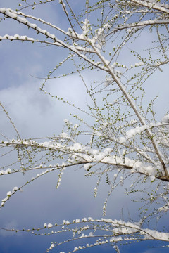 春雪