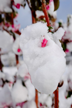 冰雪榆叶梅