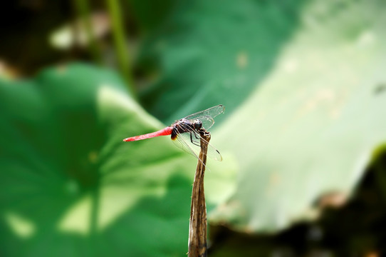 蜻蜓点水