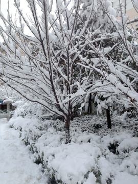 南京 城市雪景