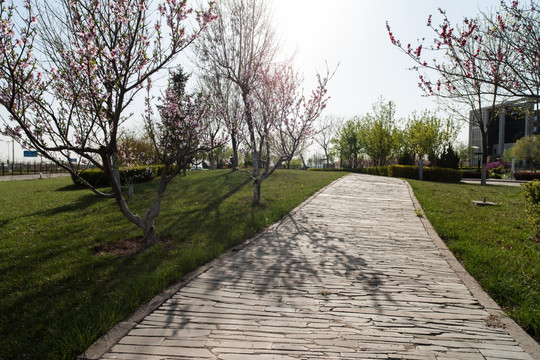 桃花 小路 草坪