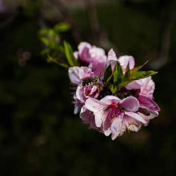 一枝粉红色的桃花 暗背景 蜜蜂