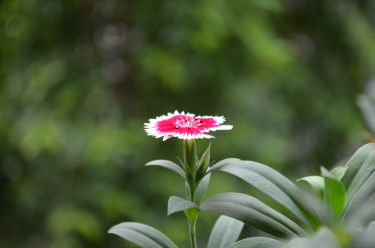 花卉