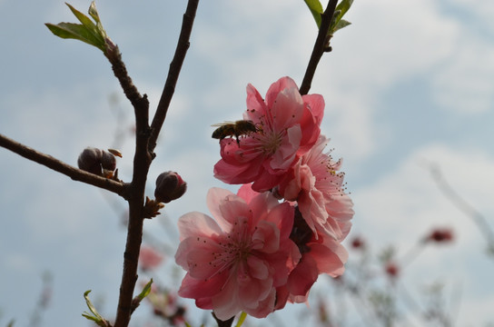 桃花