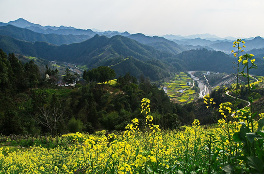 远山油菜花