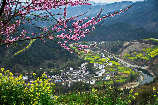 桃花油菜