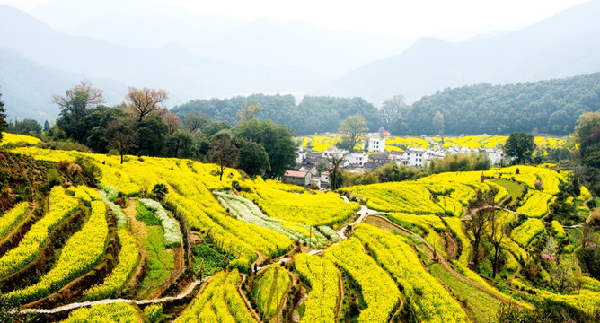 婺源 油菜花