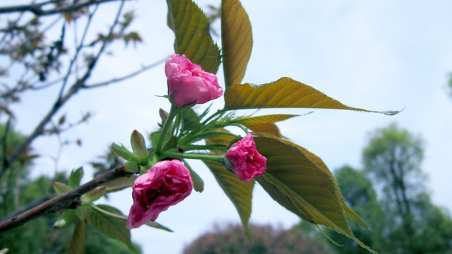 樱花