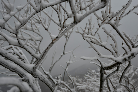 雪挂