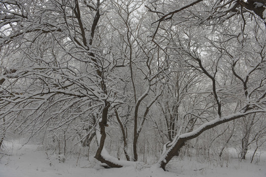 雪挂