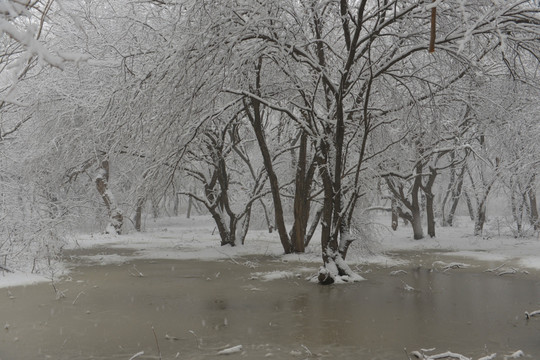 冬雪