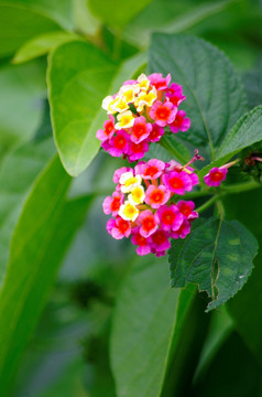 花卉 花卉背景 五色梅