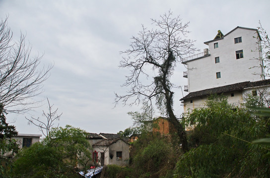 老树山村