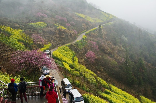 北山油菜花