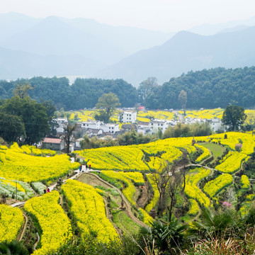 婺源 油菜花