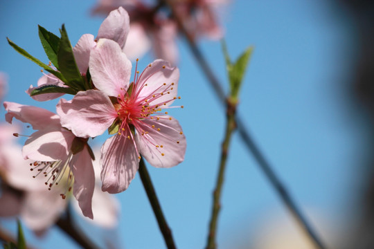 桃花