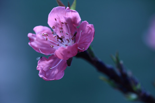 樱花绽放