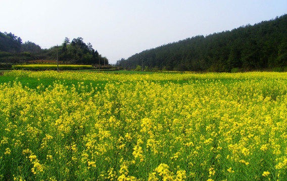 油菜花