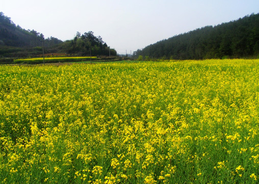 油菜花