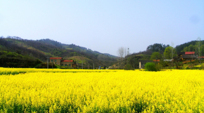 油菜花