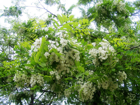 刺槐树花