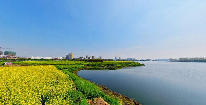 初春湖畔油菜花盛开田园