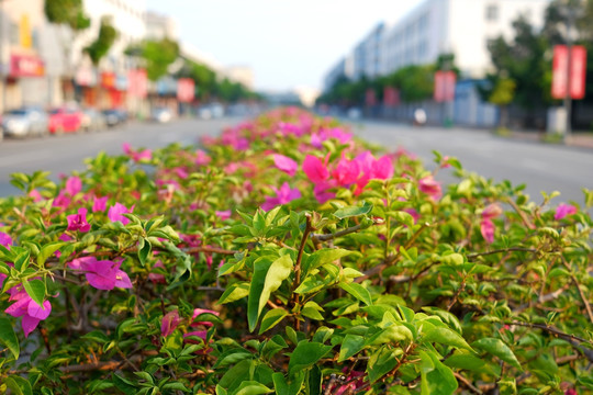 马路中间绿化带