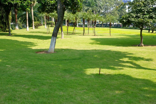 草坪绿化