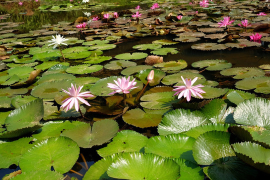 莲花 莲池