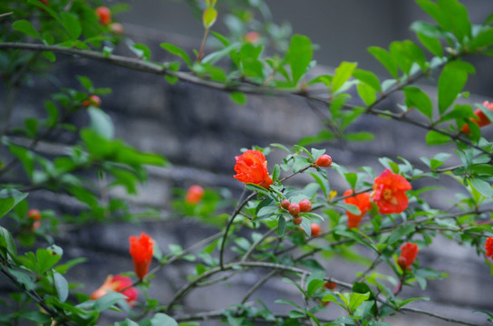 水晶石榴花