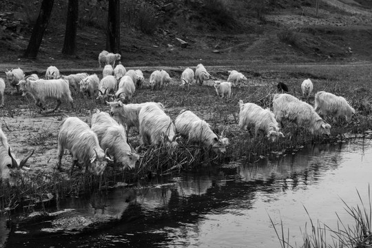 羊 羊群