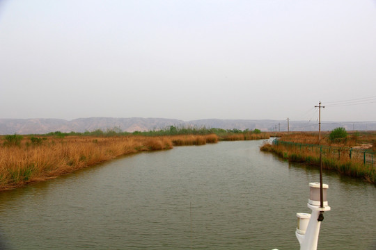 黄河湿地