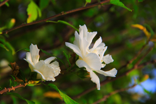 木槿花