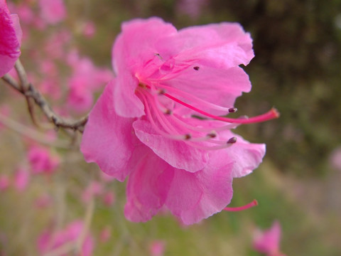 花卉 杜鹃 花朵 花蕊