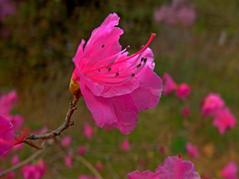 花卉 杜鹃 映山红 花朵 花蕊