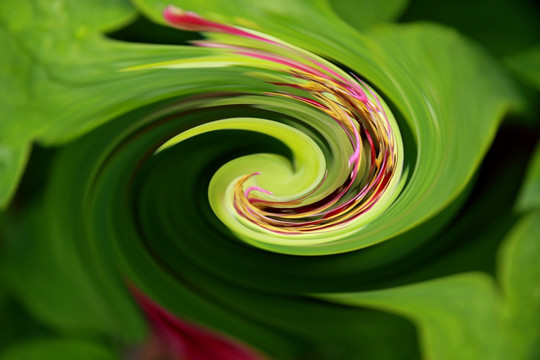 花卉