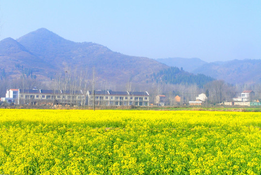 开满油菜花的田野