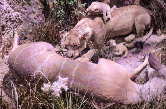 非洲狮子猎食