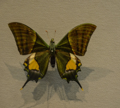 印度国蝶 金带喙凤蝶