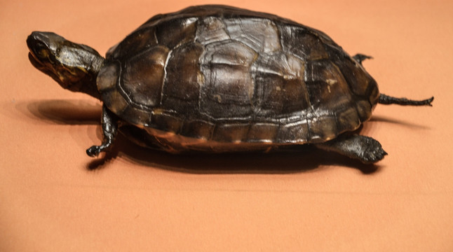 乌龟标本