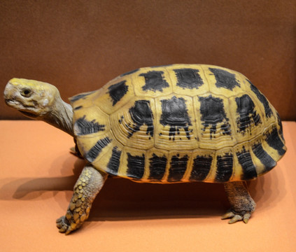 陆龟标本