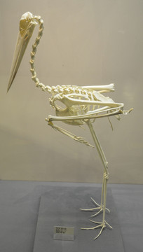 东方白鹳骨骼标本