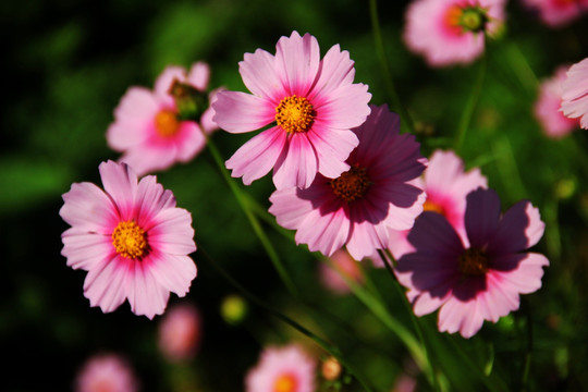 格桑花 波斯菊