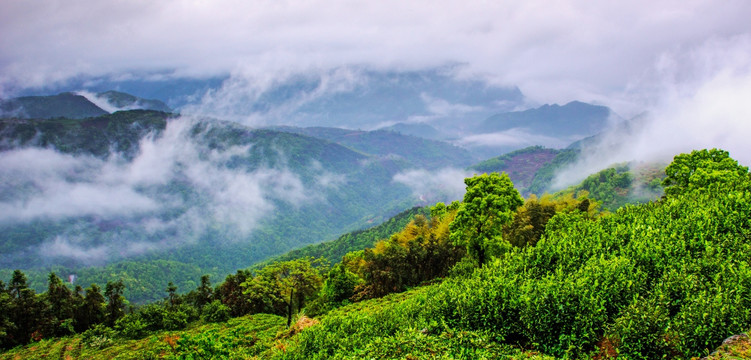 山 茶园