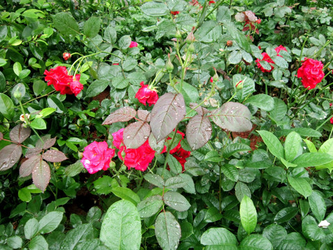 雨中月季花